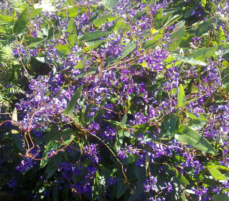 Hardenbergia violacea Mini HaHa
