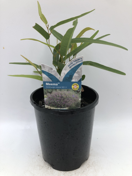 Hardenbergia violacea (HB1)  MEEMA