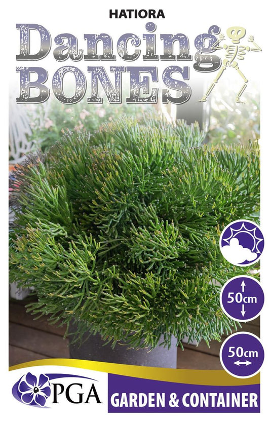 Hatiora ‘Dancing Bones’