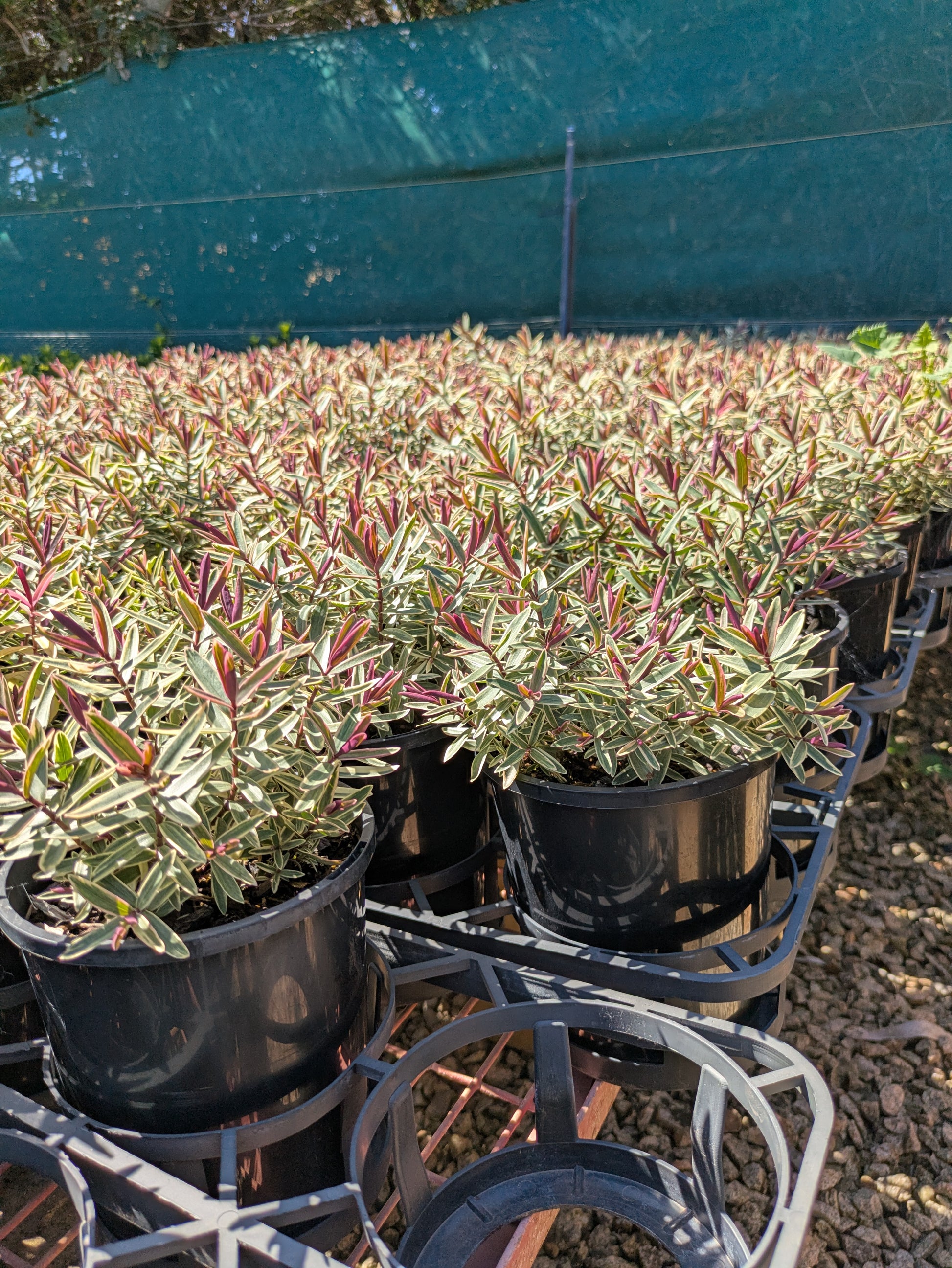 the plant broker