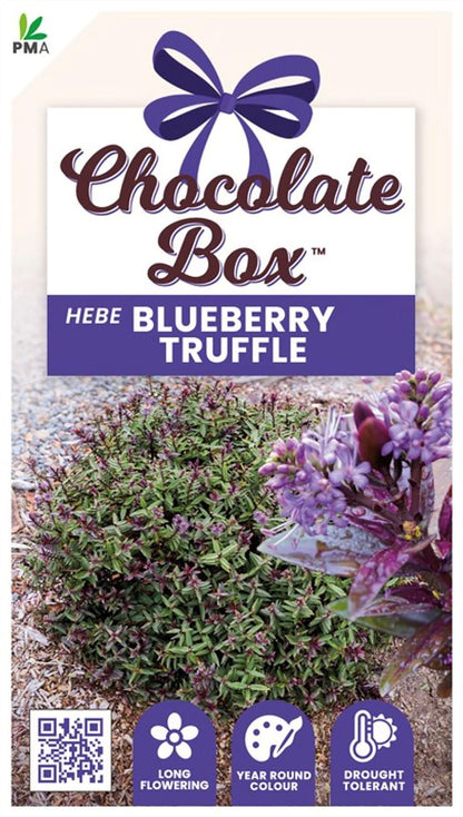 Hebe CHOCOLATE BOX™ ‘Blueberry Truffle’