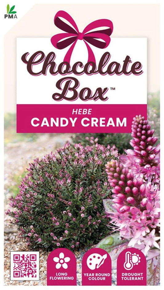 Hebe CHOCOLATE BOX™ ‘Candy Cream’