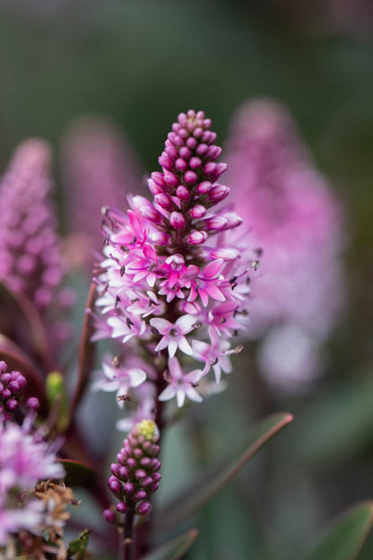 Hebe CHOCOLATE BOX™ ‘Candy Cream’
