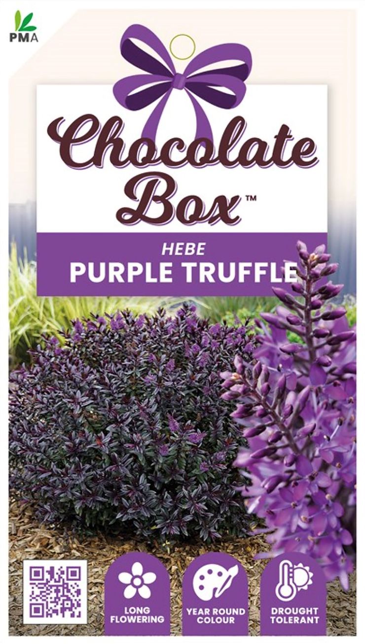 Hebe CHOCOLATE BOX™ ‘Purple Truffle’