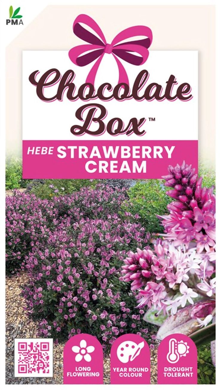 Hebe CHOCOLATE BOX™ ‘Strawberry Cream’