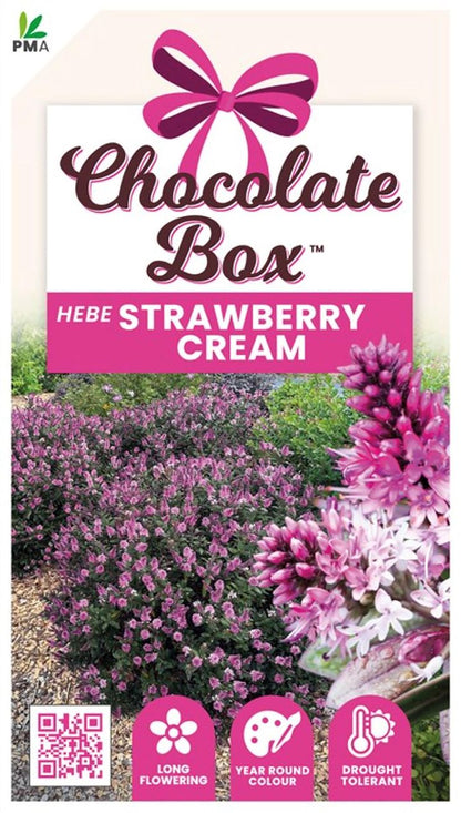 Hebe CHOCOLATE BOX™ ‘Strawberry Cream’
