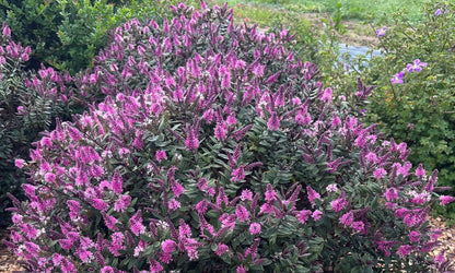 Hebe CHOCOLATE BOX™ ‘Strawberry Cream’