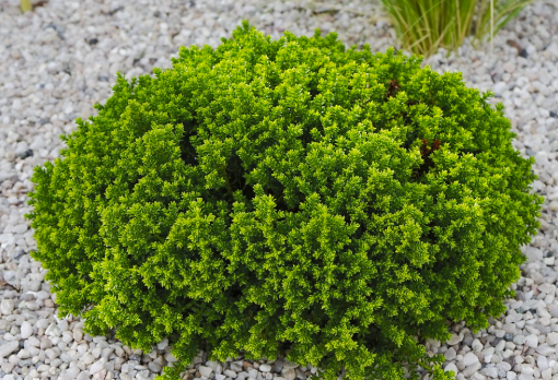 Hebe Emerald Green