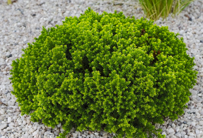 Hebe Emerald Green