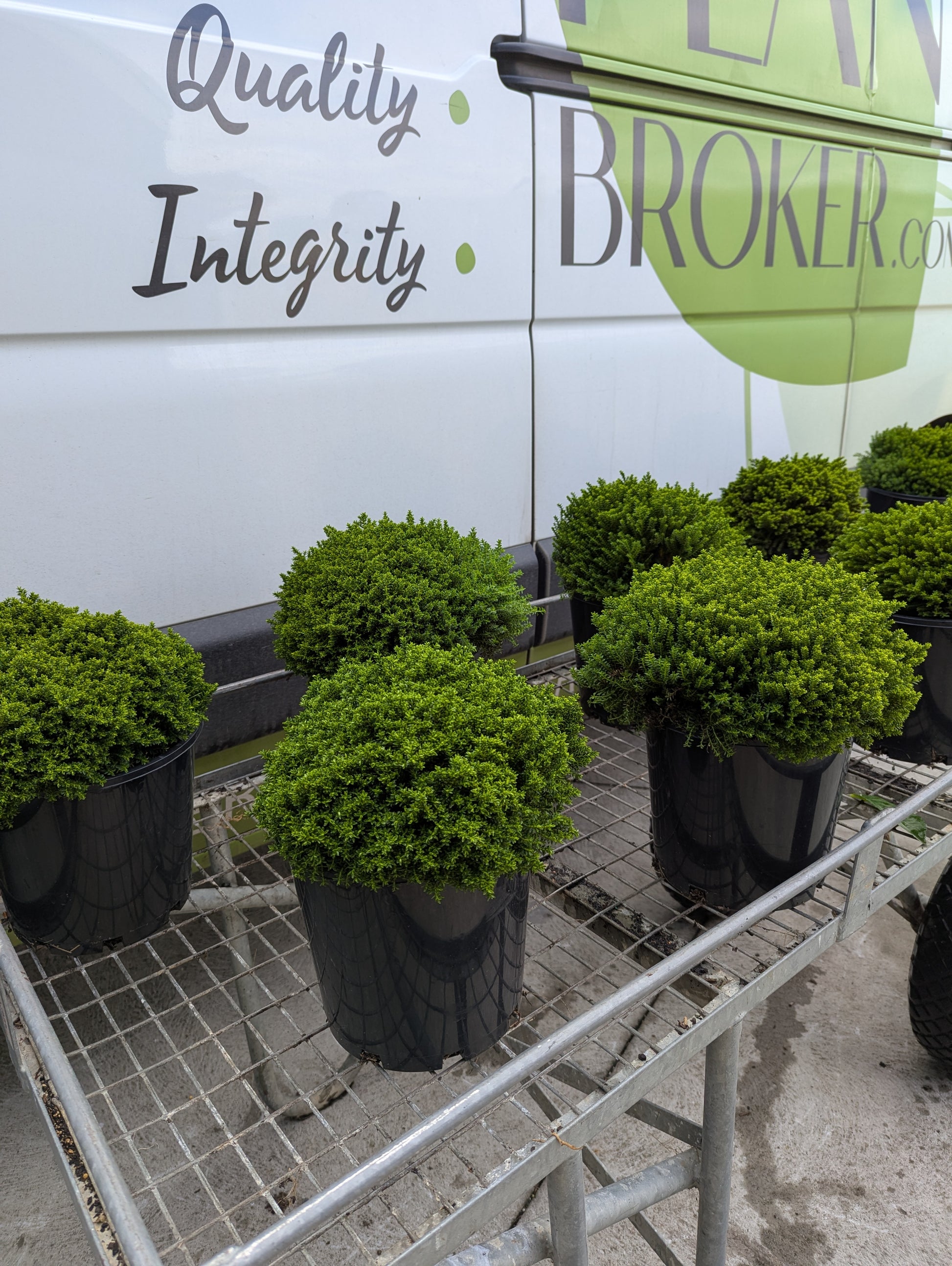 the plant broker