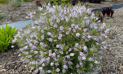 Hebe Lavender Lace
