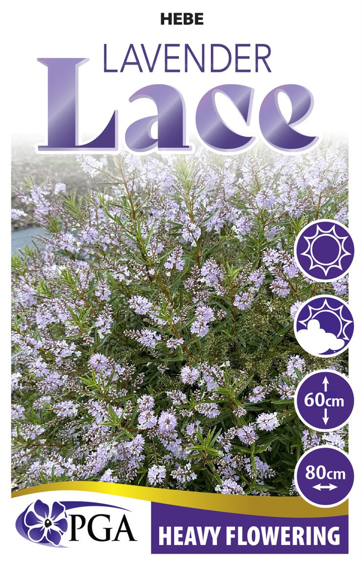 Hebe Lavender Lace
