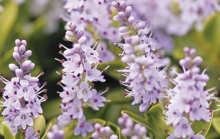 Hebe Lavender Lass