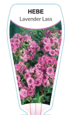 Hebe Lavender Lass