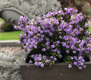 Hebe Lilac Mist
