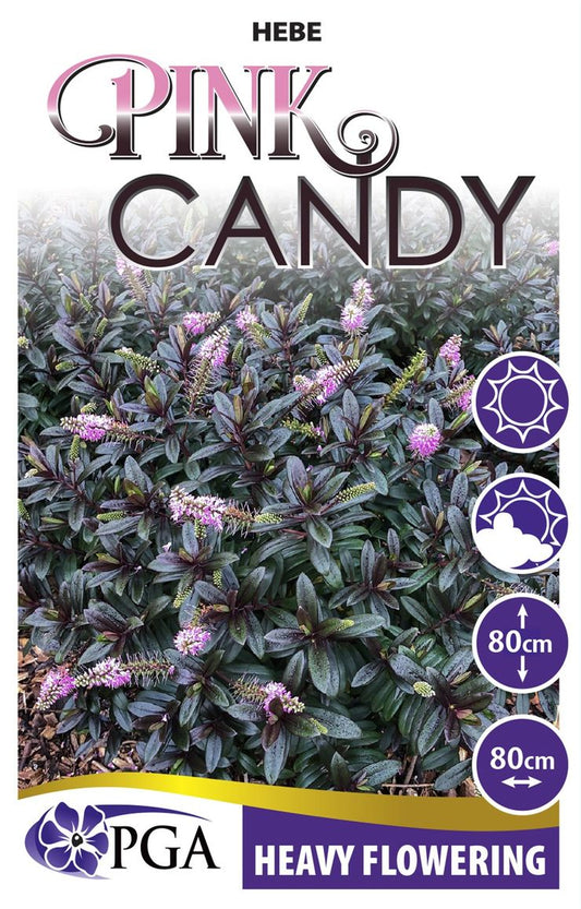 Hebe Pink Candy