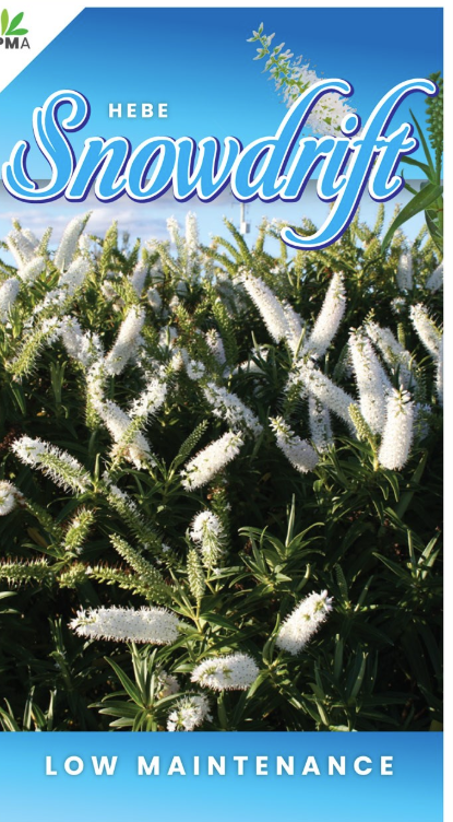 Hebe Snowdrift