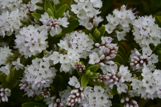 Hebe Wiri Mist