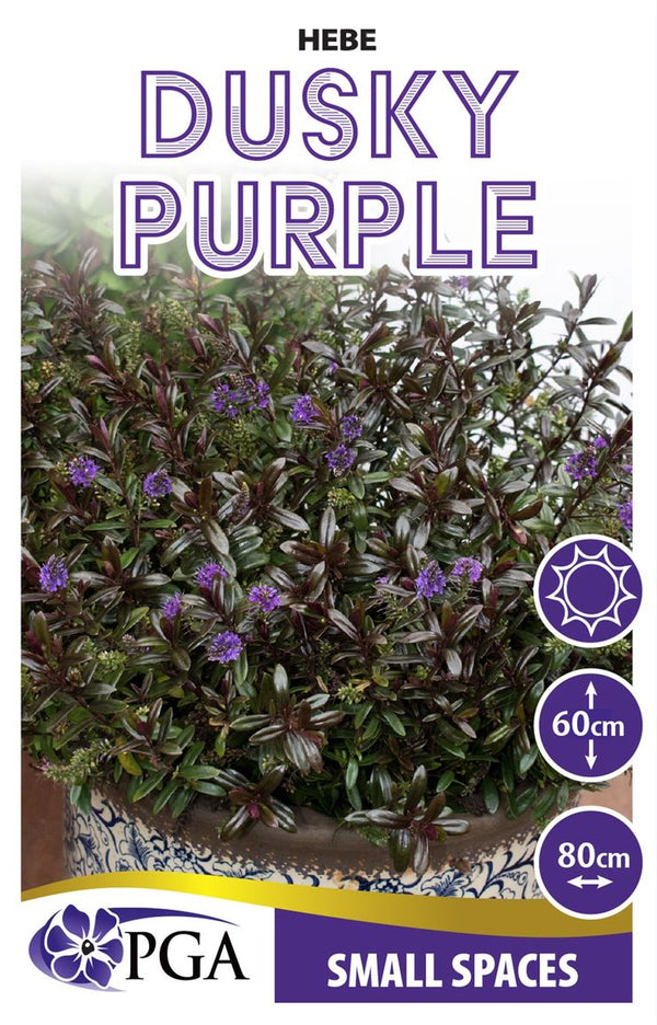 Hebe ‘Dusky Purple’ – The Plant Broker
