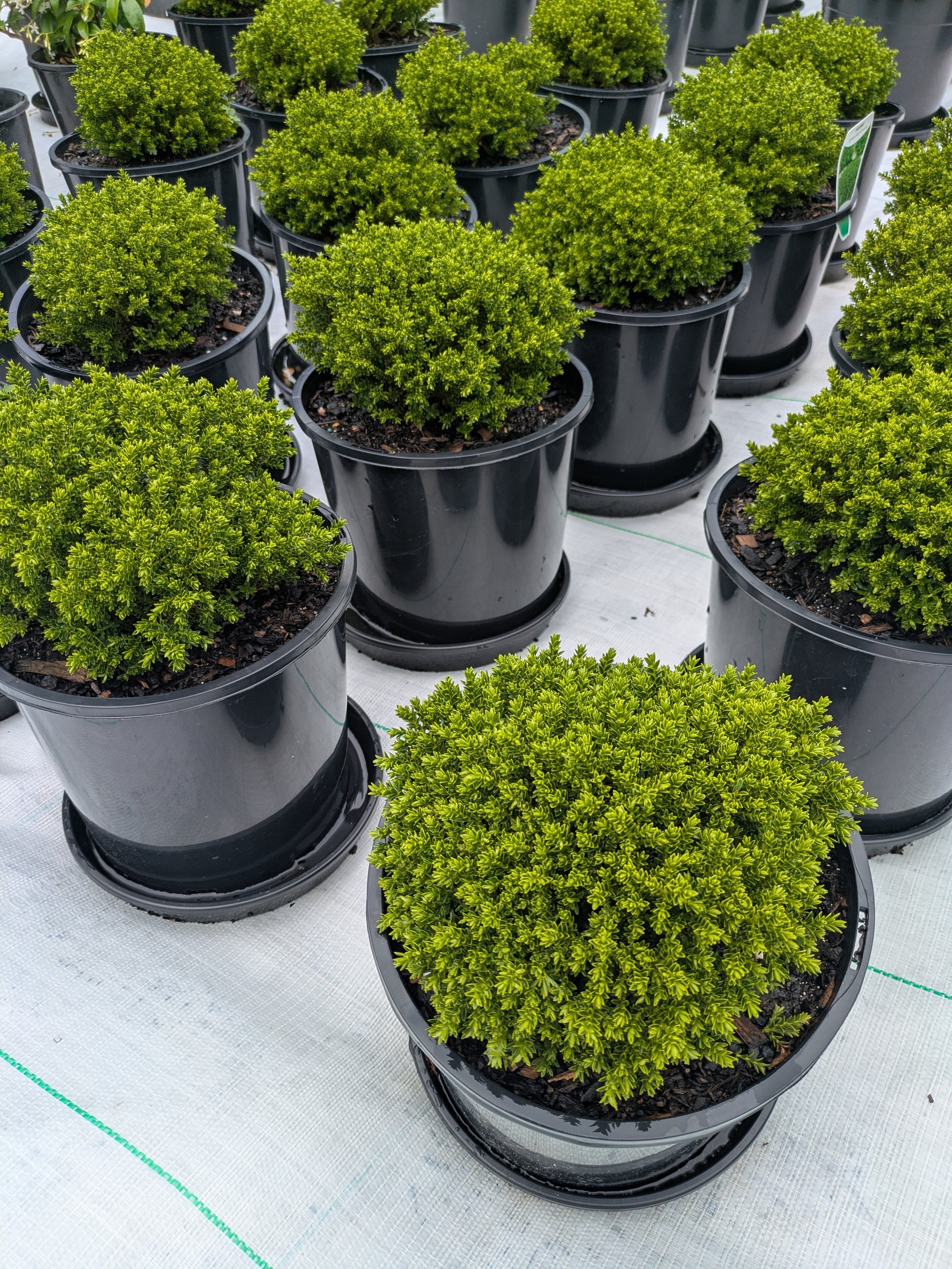 hebe plants in pots Hebe Emerald Green – The Plant Broker