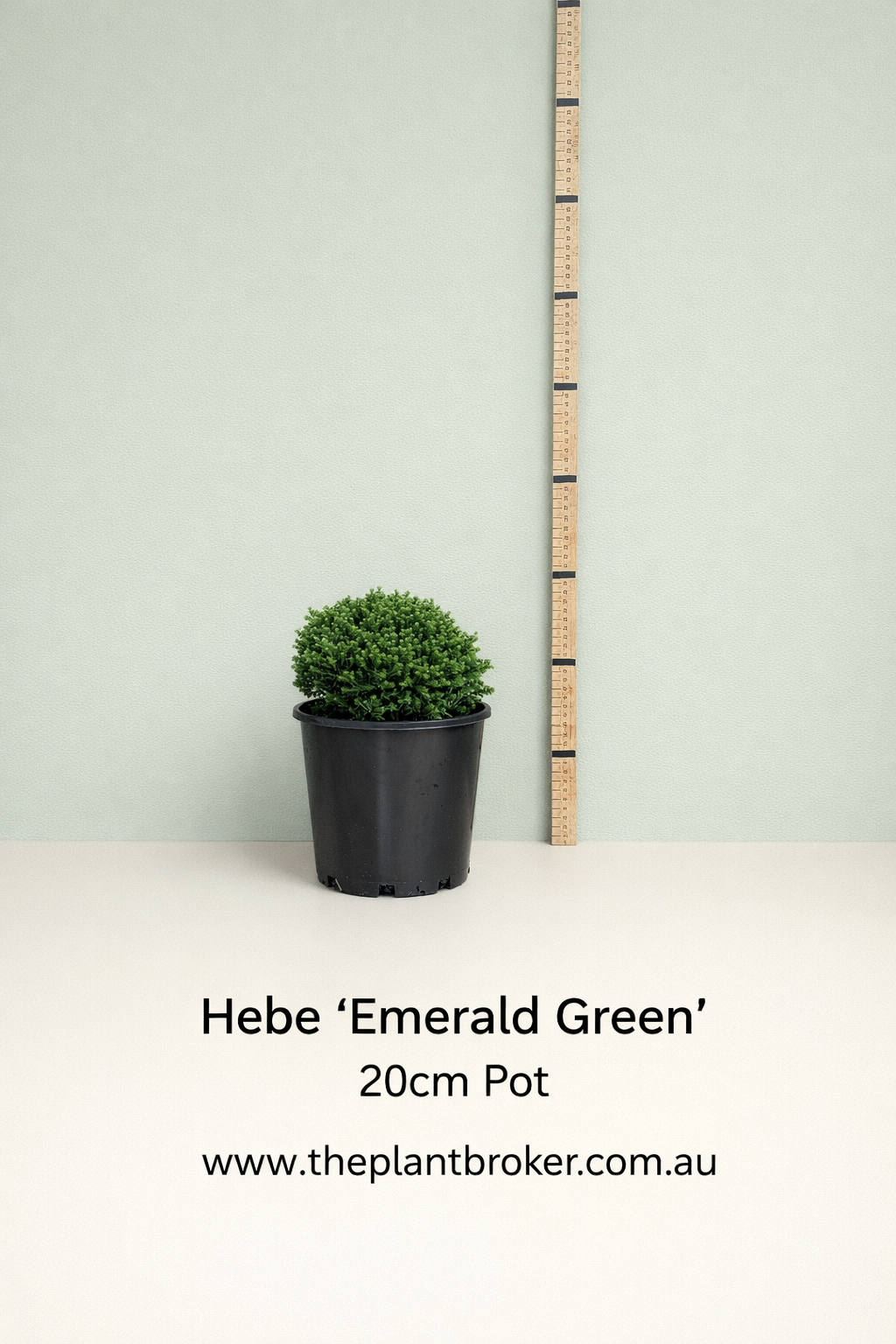 Hebe Emerald Green