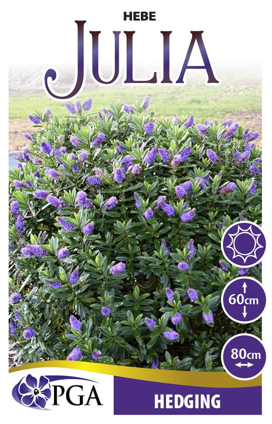 Hebe ‘Julia’