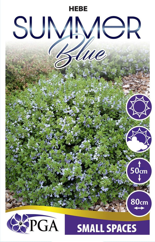 Hebe ‘Summer Blue’