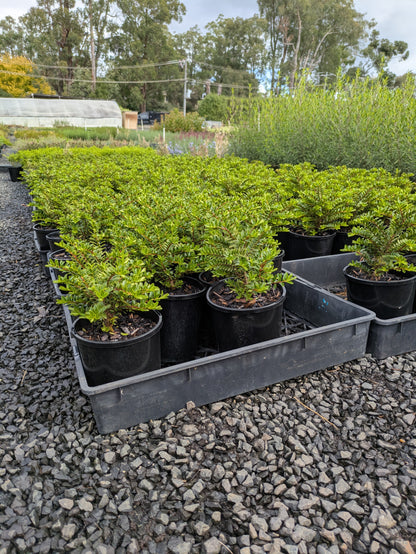 Hebe buxifolia