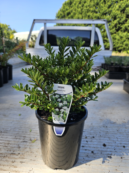 Hebe buxifolia