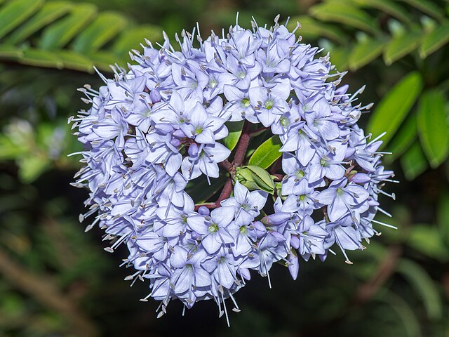 Hebe diosmifolia