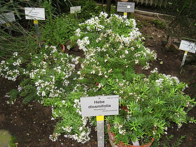 the plant broker