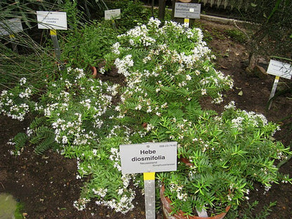 Hebe diosmifolia