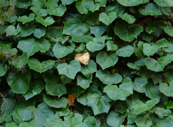 the plant broker