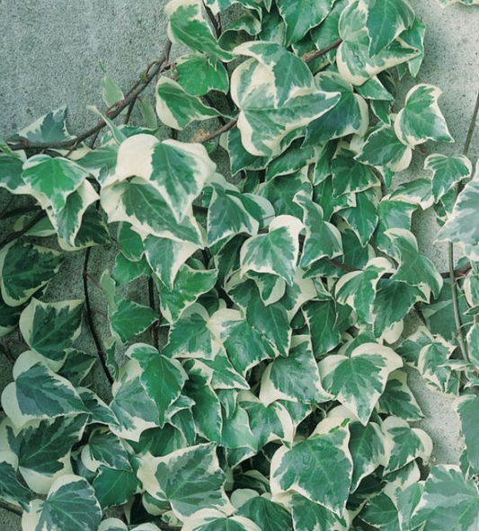 Hedera canariensis Variegata Ivy
