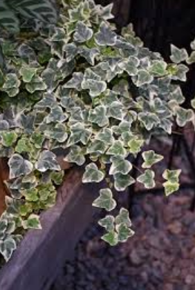 Hedera helix Glacier