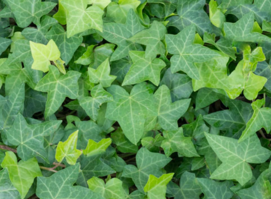 Hedera helix Green
