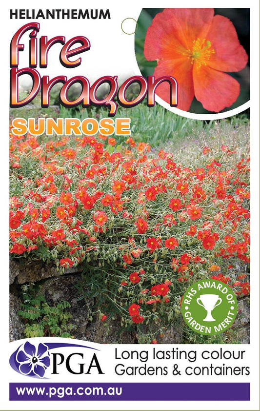 Helianthemum ‘Fire Dragon Sunrose’