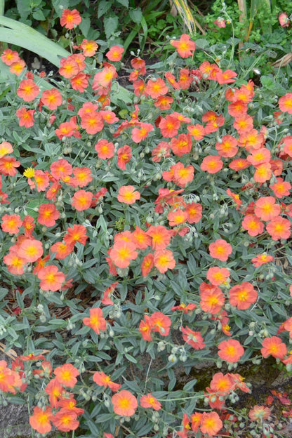 Helianthemum ‘Fire Dragon Sunrose’
