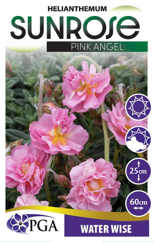 Helianthemum ‘Pink Angel Sunrose’