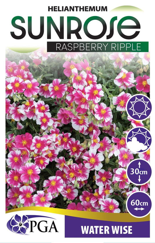Helianthemum ‘Raspberry Ripple’