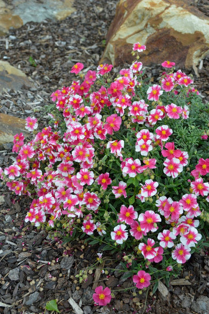 Helianthemum ‘Raspberry Ripple’