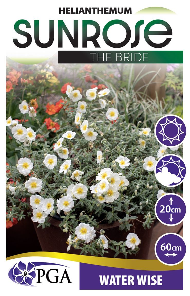 Helianthemum ‘The Bride’