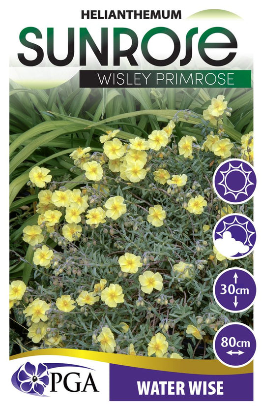 Helianthemum ‘Wisley Primrose’