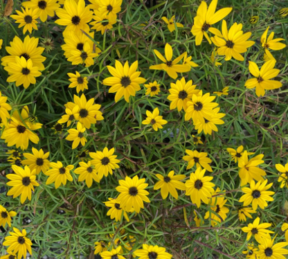 Helianthus salicifolius Golden Pyramid