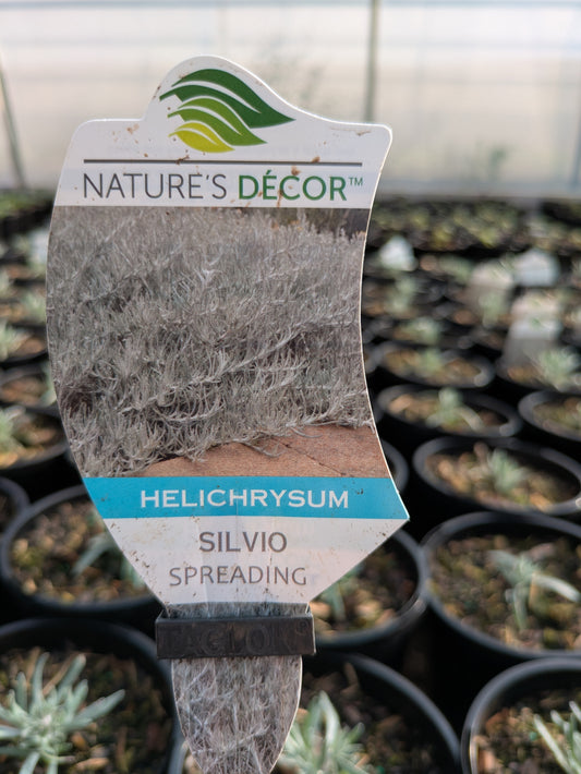 Helichrysum Silvo Spreading