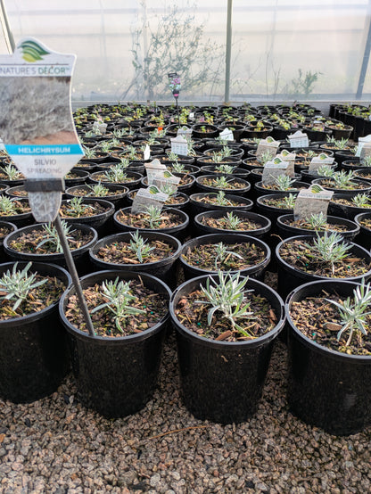 Helichrysum Silvo Spreading