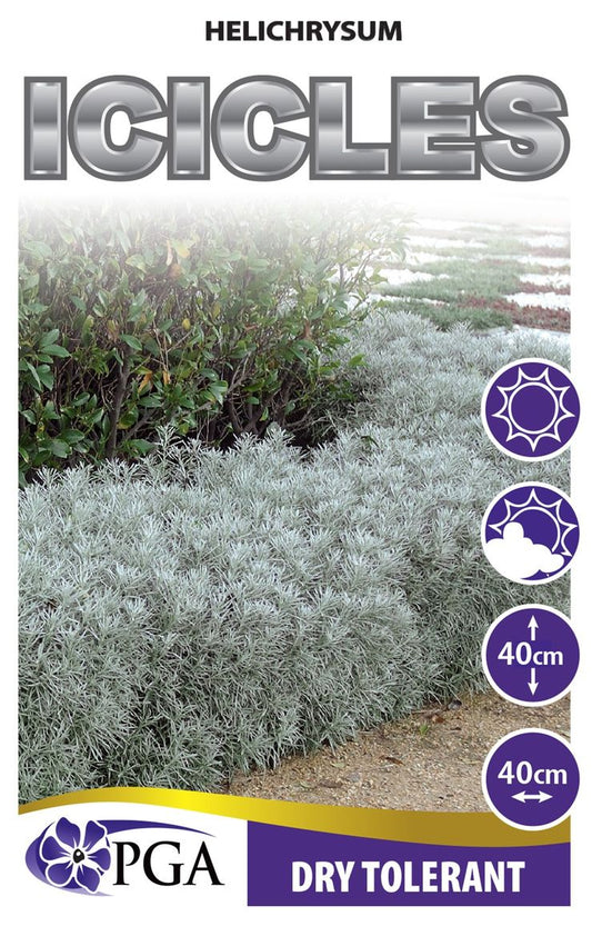 Helichrysum ‘Icicles’