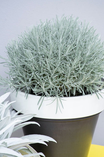 Helichrysum ‘Icicles’