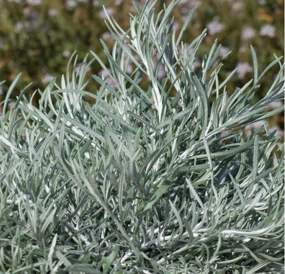 Helichrysum italicum 'Silvio Spreading'