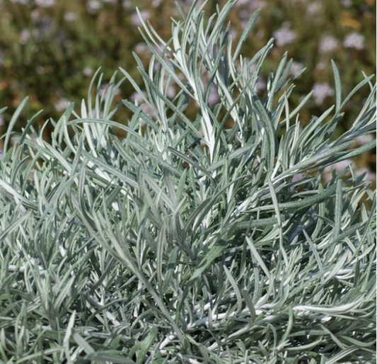 Helichrysum italicum 'Silvio Spreading'